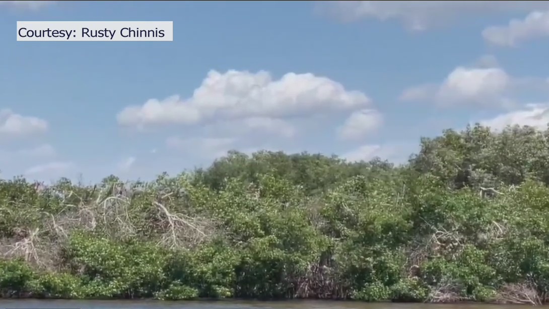 Concerns raised over mangrove management